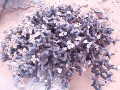 Pelargonium crassicaule