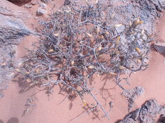 Pteronia lucilioides