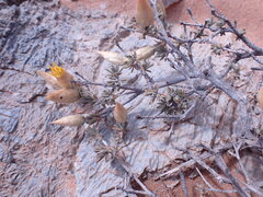 Pteronia lucilioides