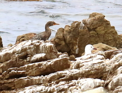 Microcarbo coronatus