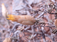 Pteronia lucilioides