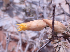 Pteronia lucilioides