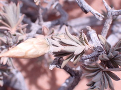 Pteronia lucilioides