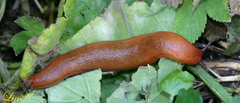 Meghimatium hongdoensis