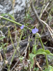 Aneilema brunneospermum
