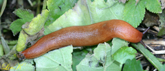 Meghimatium hongdoensis