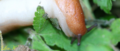 Meghimatium hongdoensis