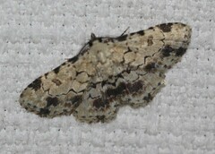 Sandava scitisignata