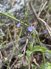 Aneilema brunneospermum