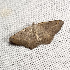 Dissomorphia australiaria