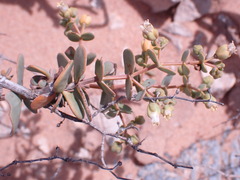 Tetraena pterocaule