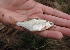 Blicca bjoerkna