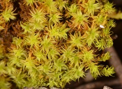 Leptodontium paradoxum