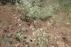 Silene dichotoma