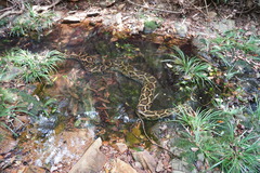 Python bivittatus