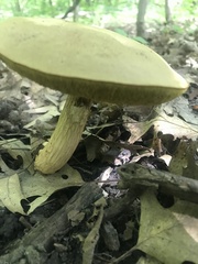 Xerocomus ferrugineus