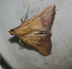 Endotricha pyrosalis