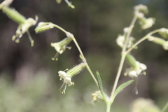 Silene dichotoma