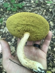 Xerocomus ferrugineus
