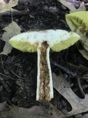 Xerocomus ferrugineus