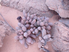 Crassothonna clavifolia