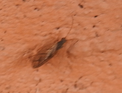 Micromus angulatus