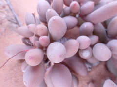 Crassothonna clavifolia