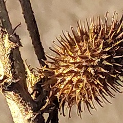 Xanthium orientale riparium