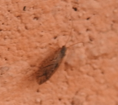 Micromus angulatus