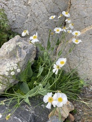 Ranunculus amplexicaulis
