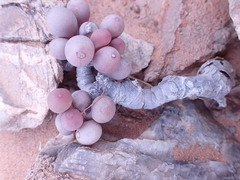 Crassothonna clavifolia