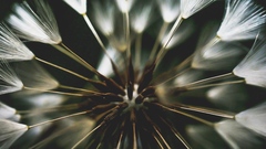 Taraxacum