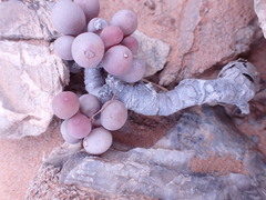 Crassothonna clavifolia