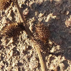 Xanthium orientale riparium