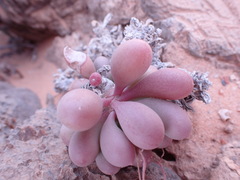 Crassothonna clavifolia