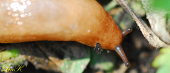 Meghimatium hongdoensis