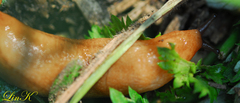 Meghimatium hongdoensis