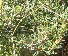 Morella quercifolia