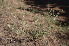 Silene dichotoma