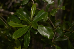 Myrsine variabilis