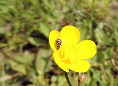 Tytthaspis sedecimpunctata