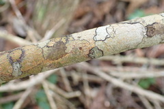 Elaeodendron croceum