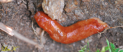 Meghimatium hongdoensis