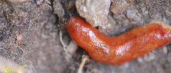 Meghimatium hongdoensis