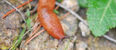 Meghimatium hongdoensis