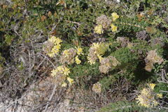 Petrophile serruriae