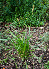 Carex appressa