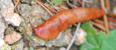Meghimatium hongdoensis