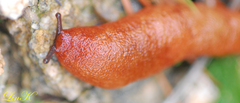Meghimatium hongdoensis