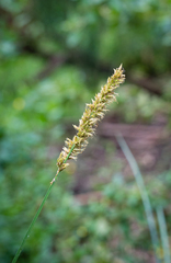 Carex appressa